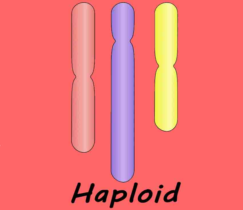 Haploid