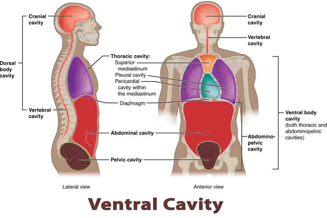 Ventral Cavity