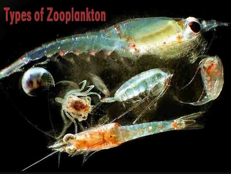 Types of Zooplankton