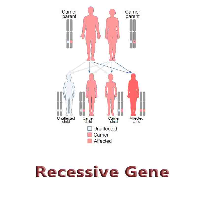 Recessive Gene